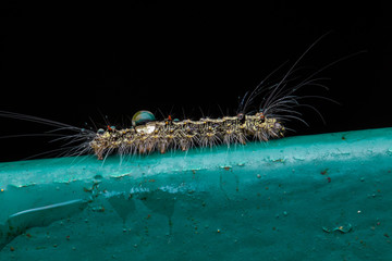 Cute caterpillar of Sabah, Borneo 