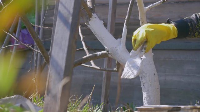 Gardener's girl painting old cultivar trunk white to prevent bark from insect