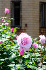 pink rose