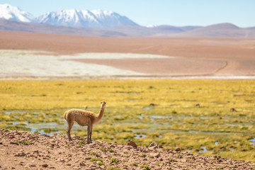 A lonely Vicuna Andes mountains mammal looking at views on an amazing scenery at Atacama Desert Altiplano above 4,000masl. Awe high altitude meadows on idyllic landscape surrounded by Andes mountains