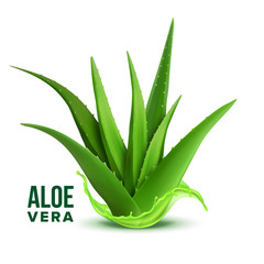 Natural Medicine Foliage Plant Aloe Vera Vector. Realistic Medicinal Vitamin Plant With Fresh Splash Juice. Component Of Cosmetology And Pharmacy Lotion Or Cream For Skin Cure Realistic Illustration