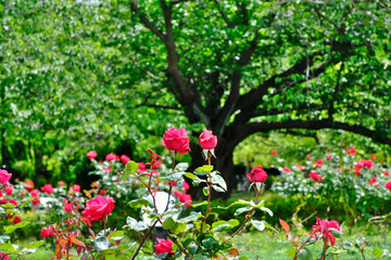 Fototapeta na wymiar rose garden