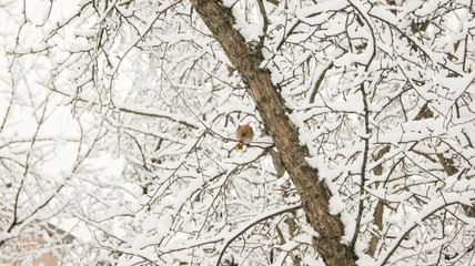 a bird on the branches of a snow-covered tree