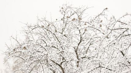 birds on a snow-covered tree