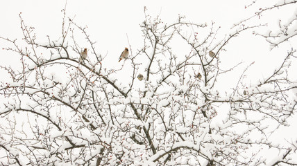 birds on the branches of a snow-covered tree