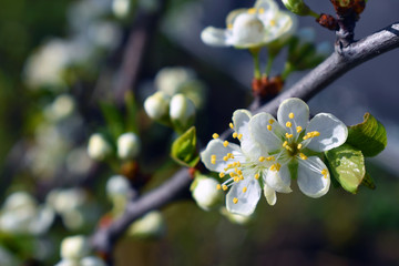 White plum flowers on the branch, close-up shoot macro.
