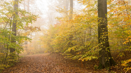 Naklejka premium Wald im Herbst
