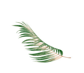 Green leaf of palm tree background