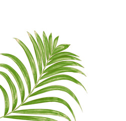 Green leaf of palm tree background