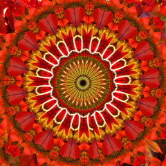 Red floral mandala background, color trendy concept