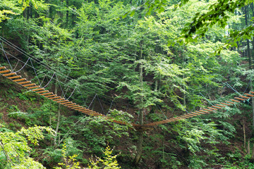 Rope bridge tied high in the trees in the forest.