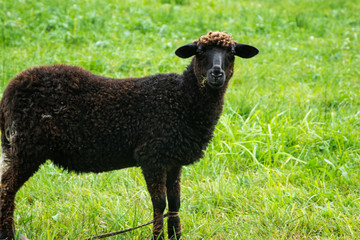 A black sheep grazes on a green lawn.
