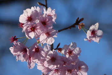 Fototapeta premium 桜