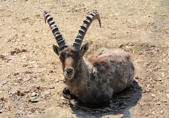 A wild goat sits down