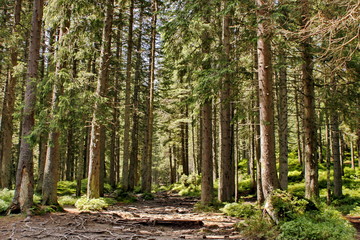 forest trail with long roots of trees sticking out of the ground in a spruce mountain forest