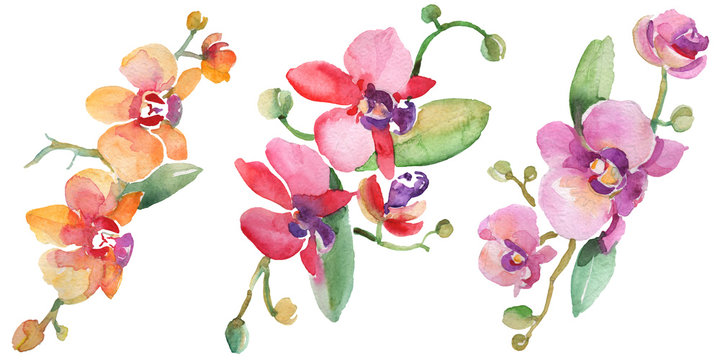 Orchid bouquets floral botanical flowers. Watercolor background illustration set. Isolated orchid illustration element.