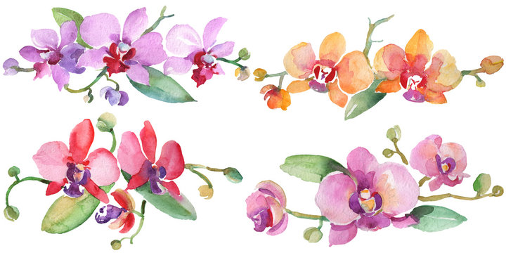 Orchid bouquets floral botanical flowers. Watercolor background illustration set. Isolated orchid illustration element.