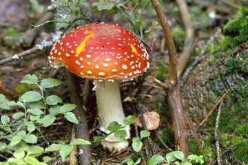 red mushroom in forest