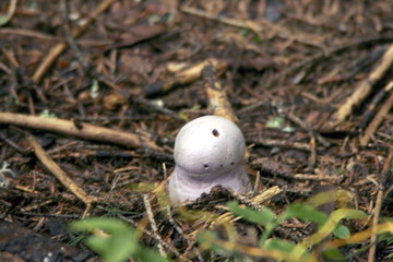 mushroom in forest