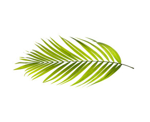 Green leaf of palm tree on white background