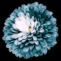 turquoise flower  chrysanthemum on the black isolated background with clipping path  no shadows. Closeup.  Nature.