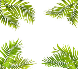 Fototapeta na wymiar green palm leaf on white for summer background