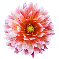 red-white dahlia flower white isolated background.   Closeup.  no shadows.  For design.  Nature.