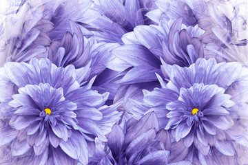 Obraz premium Floral blue-purple background. Blue-purple flowers dahlias. floral collage. Flower composition. Nature.