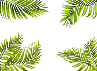 Naklejka na ściany i meble green palm leaf on white for summer background