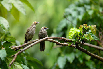 Straw-headed bulbul, endangered species birds in Asia, Beautiful a pair of Straw-heads bulbul in the forest. Selective focus and free space for text.