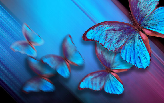 Shades of blue. Blue abstract blurred background. Blue butterflies morpho on a blurred blue background. copy spaces  