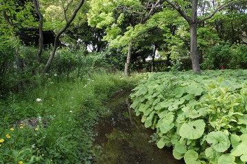 小川