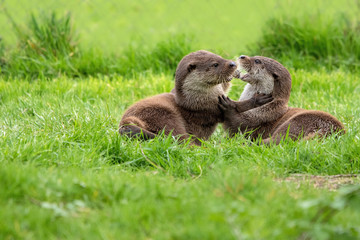Otters at play