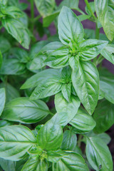 Close up plants of basil on the garden bed.