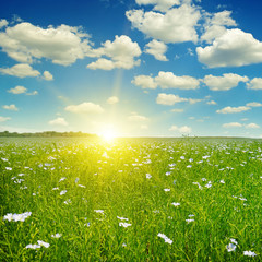 Field with flowering flax and sunrise on blue sky.