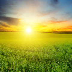 Green field and blue sky with light clouds. Above the horizon is a bright sunrise.