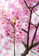 Cherry blossoms in Wuhan East Lake Sakura garden in warm spring