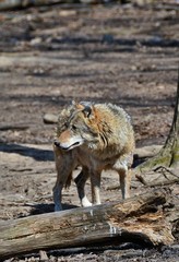 a wolf in the forest