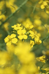 Obraz premium 菜の花