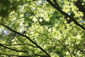 青紅葉