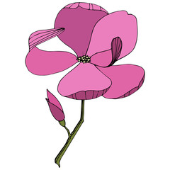 Vector Magnolia foral botanical flowers. Purple engraved ink art. Isolated magnolia illustration element.