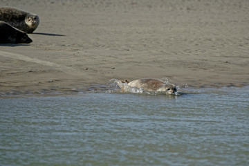 Fototapeta premium Phoque veau marin