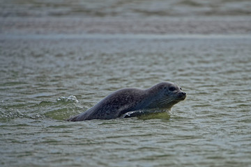 Phoque veau marin