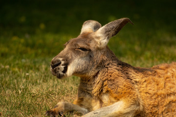 Old kangaroo closeup portrait with grass in background