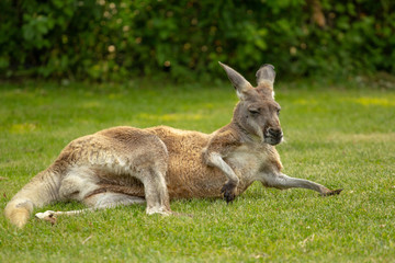 Naklejka na ściany i meble Very old elderly kangaroo laying on grass