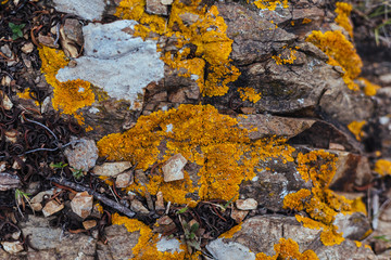 Background texture of stones with mushrooms