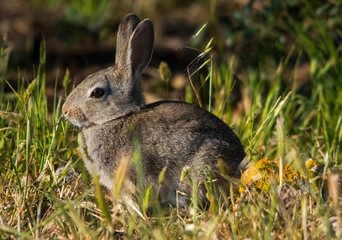 Coniglio selvatico europeo (Oryctolagus cuniculus Linnaeus, 1758)