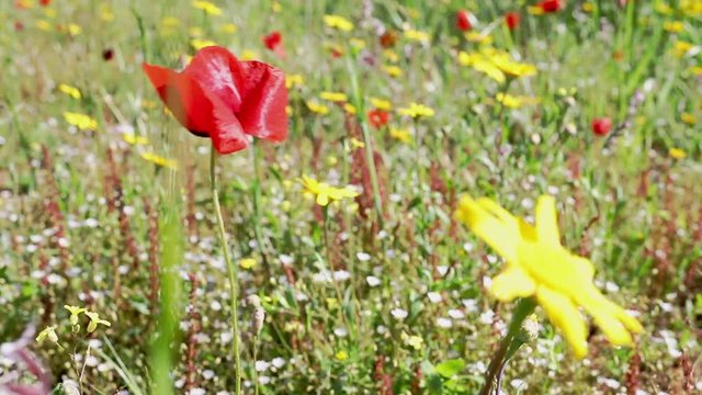 Flower of red poppy in fiels