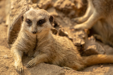 Closeup of Meercat sitting on rocks looking downward