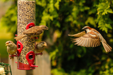 Bird flying to bird feeder with wings spread